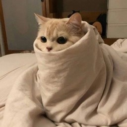 Gato purrito envuelto en una manta