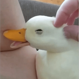 acariciar un pato