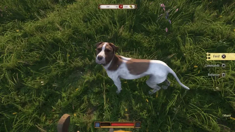 Comment obtenir de la nourriture pour Mutt le chien dans